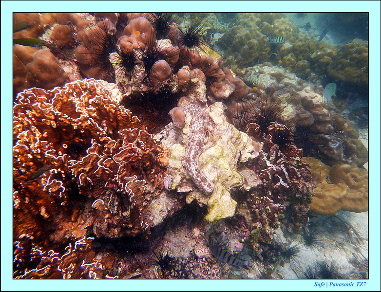 2011 - 07 - Koh Lipe 53